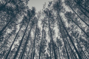 Ormandaki çam ağaçlarının en fazla. Tek renkli fotoğraf.
