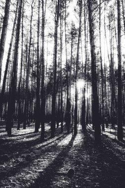 Güz gündoğumu bir çam ormanı içinde. Tek renkli fotoğraf.