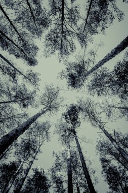 Ormandaki çam ağaçlarının en fazla. Tek renkli fotoğraf.
