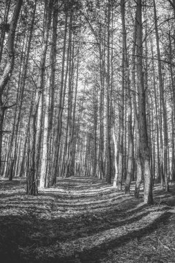 Çam ormanı Güz. Tek renkli fotoğraf.