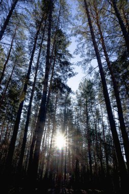 Sonbaharında bir çam ormanı içinde gündoğumu.