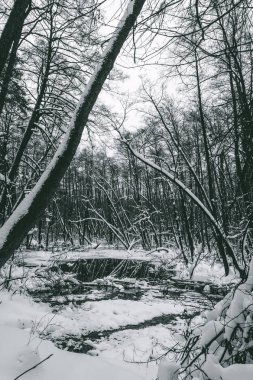 Kış zamanında güzel longozun.