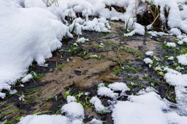 Akışı ile karda yeşil çimen.