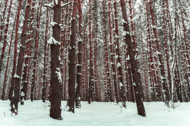 Çam ormanı kışın karda.