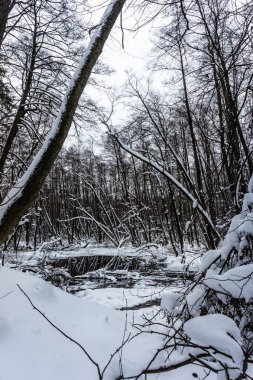 Kış zamanında güzel longozun.