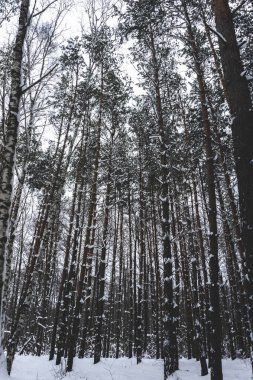 Çam ormanı kışın karda.