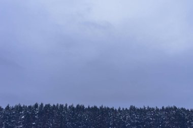 Üst kısımları kış çam ağaçları ve metin için yer ile gök. Tasarım şablonu.