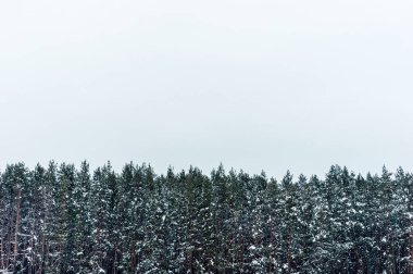 Üst kısımları kış çam ağaçları ve metin için yer ile gök. Tasarım şablonu.