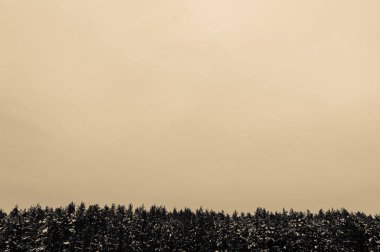 Üst kısımları kış çam ağaçları ve metin için yer ile gök. Tasarım şablonu.