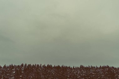 Üst kısımları kış çam ağaçları ve metin için yer ile gök. Tasarım şablonu.