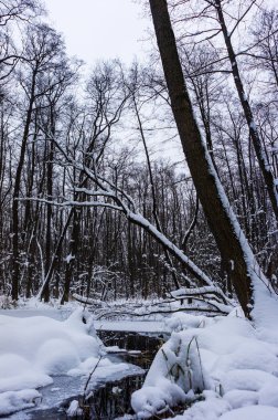 Kış zamanında güzel longozun