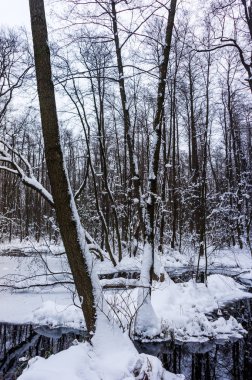 Kış zamanında güzel longozun
