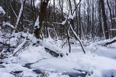 Kış zamanında güzel longozun