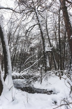Kış zamanında güzel longozun