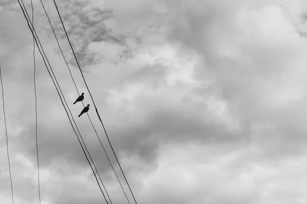 Two Pigeons Electric Wire Blue Sky Clouds Monochrome Style Photo — Stock Photo, Image