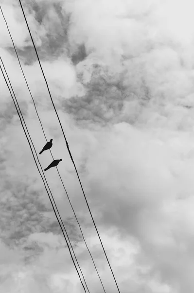 Two Pigeons Electric Wire Blue Sky Clouds Monochrome Style Photo — Stock Photo, Image