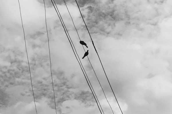 Dos Palomas Cable Eléctrico Contra Cielo Azul Con Nubes Foto —  Fotos de Stock