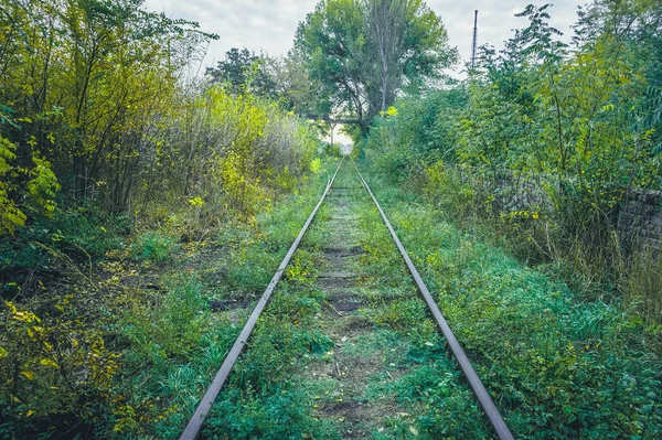 Oude Overwoekerd Spoorwegen Het Najaar — Stockfoto