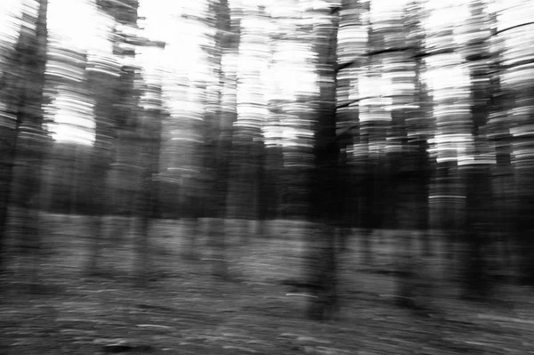 Bulanık Hareket Çam Ormanı Soyut Manzara — Stok fotoğraf