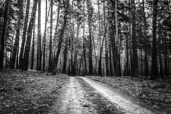 Старая Дорога Сосновом Лесу Осенью Монохромное Фото — стоковое фото