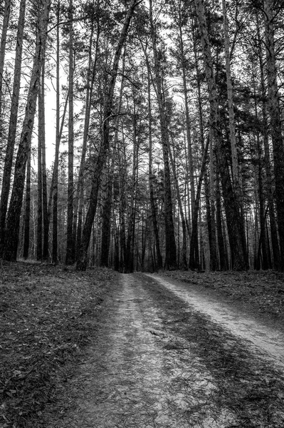 Stará Silnice Borovém Lese Podzimním Čase Černobílé Foto — Stock fotografie