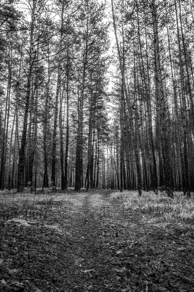 Vecchia Strada Nella Pineta Autunno Monocromatico Foto — Foto Stock