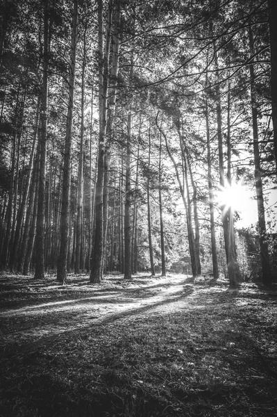 Ανατολή Του Ηλίου Ένα Πευκόφυτο Δάσος Φθινόπωρο Μονόχρωμη Φωτογραφία — Φωτογραφία Αρχείου