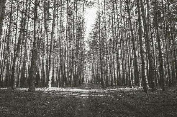 Дорога Сосновому Лісі Восени Монохромне Фото — стокове фото