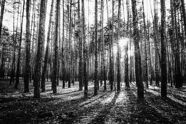 Východ Slunce Borovém Lese Podzim Černobílé Foto — Stock fotografie