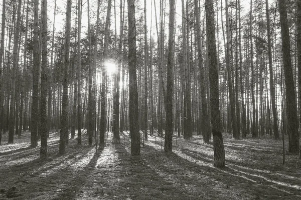 Východ Slunce Borovém Lese Podzim Černobílé Foto — Stock fotografie