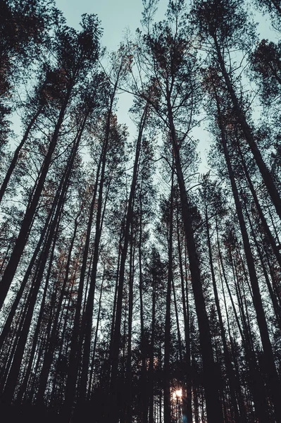 Cime Pini Nella Foresta — Foto Stock