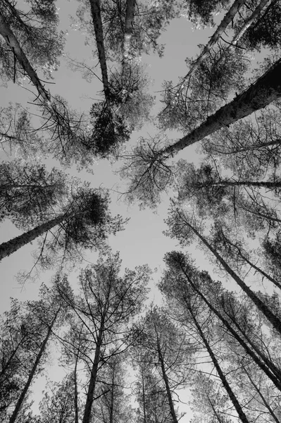 Toppen Van Pine Bomen Het Bos Zwart Wit Foto — Stockfoto