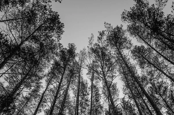 森林里的一群松树 单色照片 — 图库照片