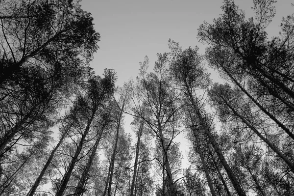 Vrcholky Borovic Lese Černobílé Foto — Stock fotografie