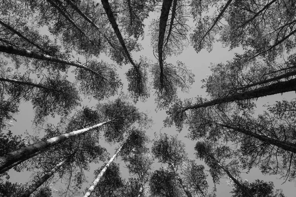Κορυφές Των Πεύκων Στο Δάσος Μονόχρωμη Φωτογραφία — Φωτογραφία Αρχείου