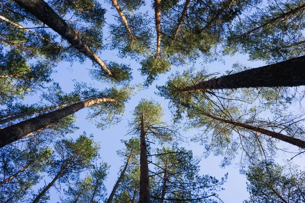 Tops Pohon Pinus Hutan — Stok Foto