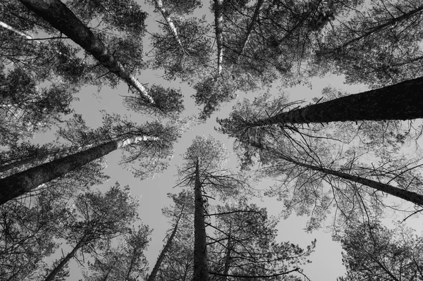 Toppen Van Pine Bomen Het Bos Zwart Wit Foto — Stockfoto