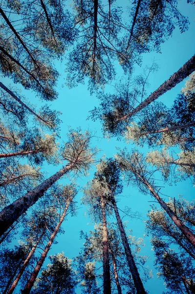 森林里一丛丛松树 — 图库照片