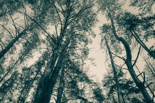 Toppen Van Pine Bomen Het Bos Zwart Wit Foto — Stockfoto