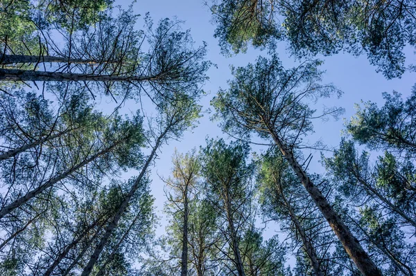 Hauts Pins Dans Forêt — Photo