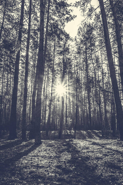 Sunrise in a pine forest in the autumn. Monochrome photo.