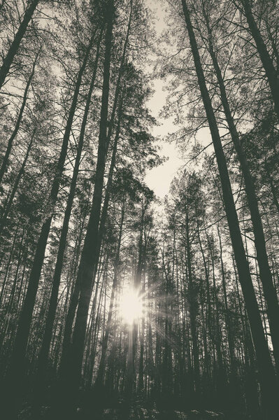 Sunrise in a pine forest in the autumn. Monochrome photo.