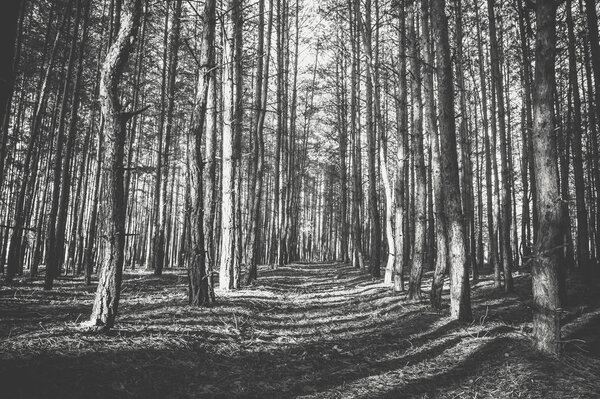 Pine forest in the autumn. Monochrome photo.