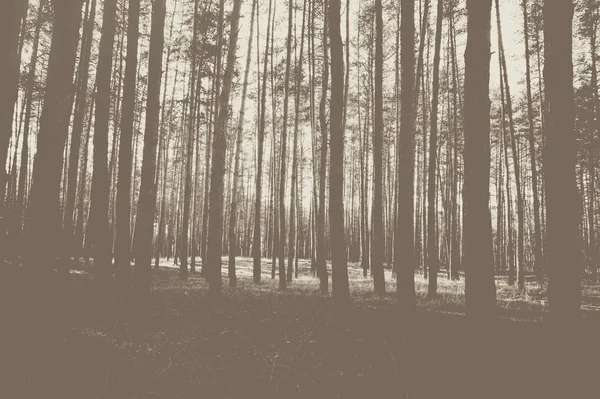 Çam ormanı Güz. Tek renkli fotoğraf.