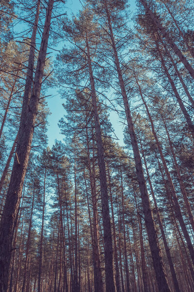 Pine forest in the autumn.