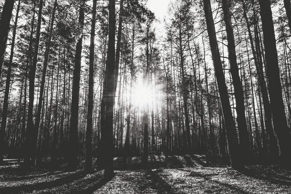 Sonnenaufgang Einem Kiefernwald Herbst Monochromes Foto — Stockfoto