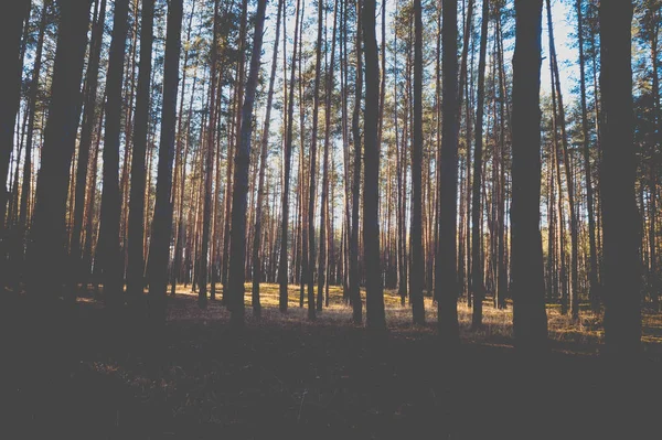 Πευκόφυτο Δάσος Φθινόπωρο — Φωτογραφία Αρχείου