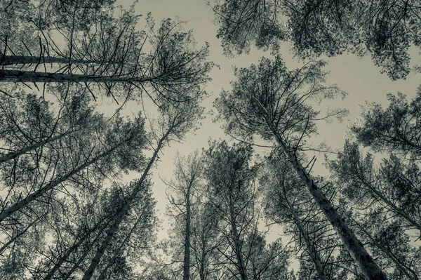 Wipfel Von Kiefern Wald Monochromes Foto — Stockfoto