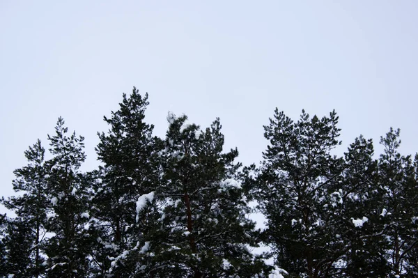 Tops Pine Trees Snow — Stock Photo, Image