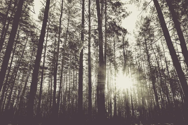 Ανατολή Του Ηλίου Ένα Πευκόφυτο Δάσος Φθινόπωρο Μονόχρωμη Φωτογραφία — Φωτογραφία Αρχείου